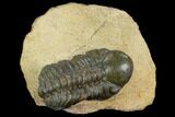 Bargain, Reedops Trilobite - Foum Zguid, Morocco #120074-1